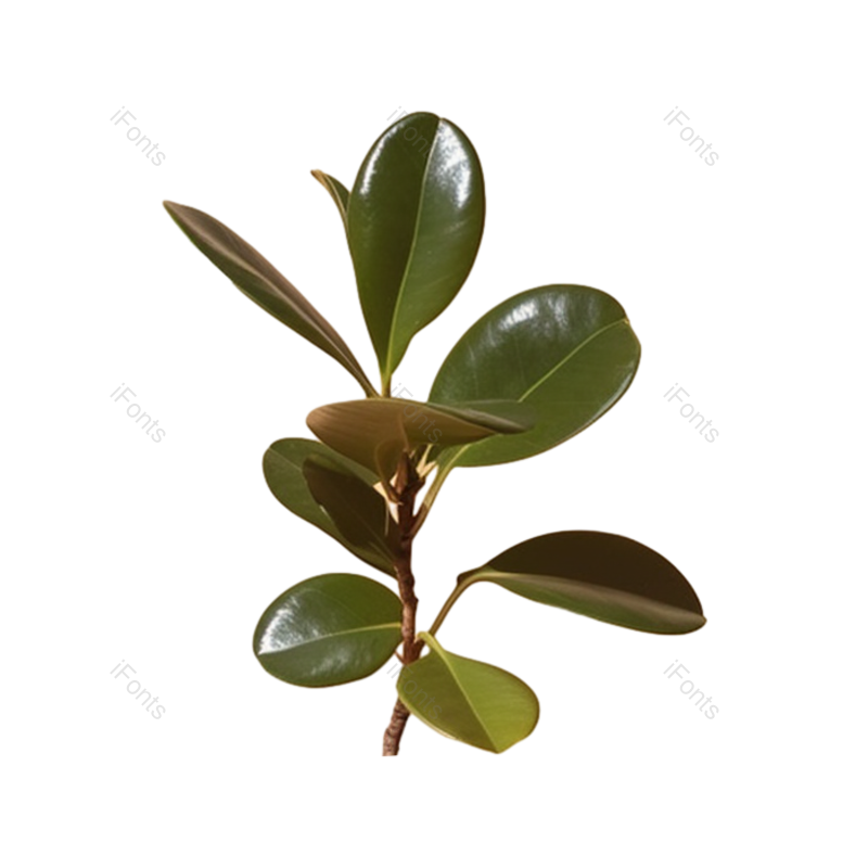 叶子图片,装饰元素,清新PNG,摄影免抠素材